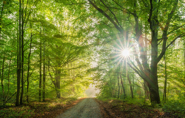 Beautiful Morning Hike in Enchanted green Forest, Sun shining through Morning Fog