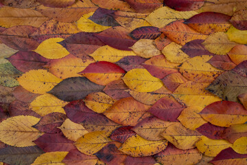 Composition of bright multi-colored autumn leaves stacked on top of each other. Autumn concept.