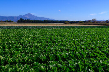 伊吹山, 畑, キャベツ, 野菜, 風景, 緑,冬