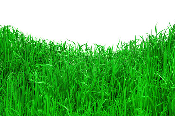 Obraz premium green grass isolated on white background. template for environment design.