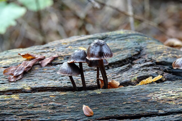 Netherlands. Fungus in the forest of Zuid-Holland