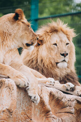 Close-up Portreit Male and Female Lion Sitting on Rock in Zoo Majestic African Lion Couple Loving Pride of Jungle Mighty Wild Animal of Africa in Nature Lion King High Quality Images
