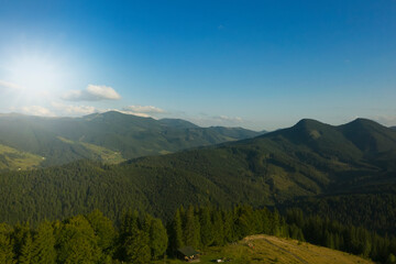 Aerial view of forest and beautiful conifer trees in mountains on sunny day