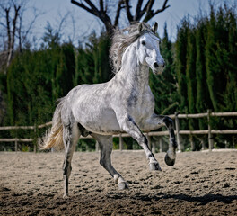 Obraz na płótnie Canvas Andalusian Stallion