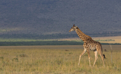 full length side profile of lone young baby masai giraffe walking across the wild plains of the masai mara, kenya