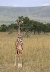 shy and curious baby masai giraffe standing alert in the wild plains of the masai mara, kenya