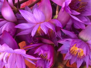 close up view of purple lily flowers