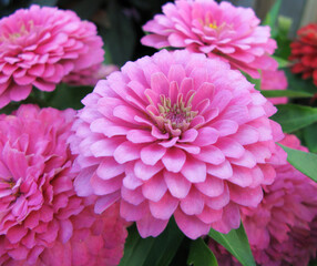 Perfection found in a group of pink zinnias.