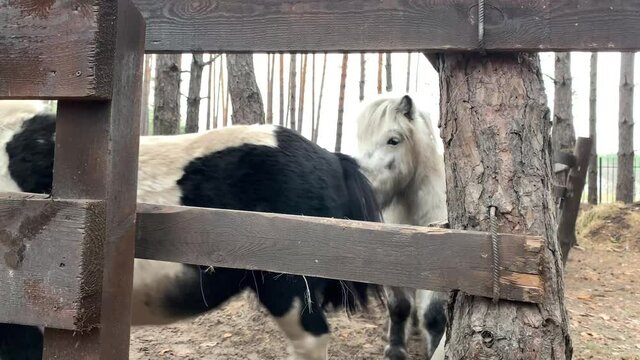 Pony in the woods behind the fence. Stable with animals in the open air. Little horse behind a wooden fence.