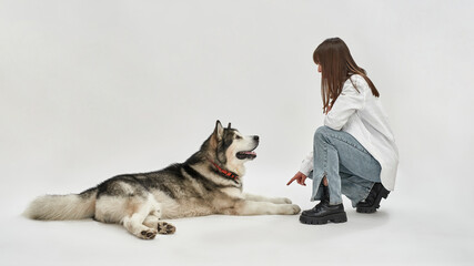 Woman training Siberian Husky dog in white studio