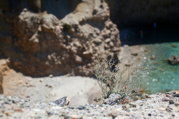 close up of dry plant with beach in the background