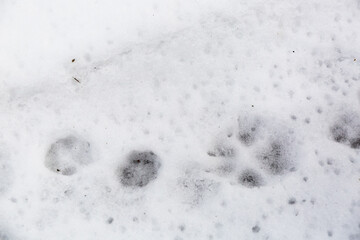 Wolf, fox, dog or cat paws footprints in a winter forest. Wildlife traces in snow. Concept of hunting and shooting wild animal. Migration and mating time. Big and small foot. Close-up trail. Top view
