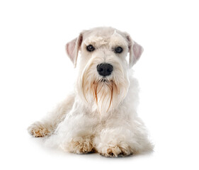 miniature white schnauzer in studio