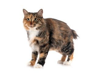 Obraz premium Kurilian Bobtail in studio