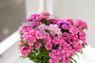 Pink garden carnation flowers bouquet in the vase at home at home by the window