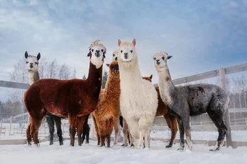 Deurstickers Group of alpacas in winter. South American camelid. © Rita Kochmarjova