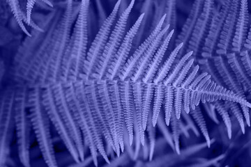 Violet colored fern leaves texture
