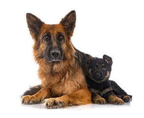 puppy german shepherd and adult