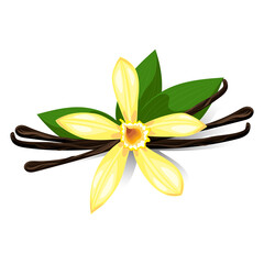 Fragrant vanilla flower with dried seeds and green leaves. Vector isolated illustration on transparent background.