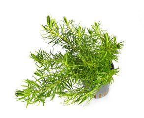 Pogostemon deccanensis in studio