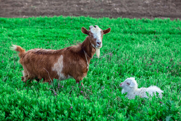 Obraz premium Mother goat and lamb in the green grass . Domestic animals at pasture