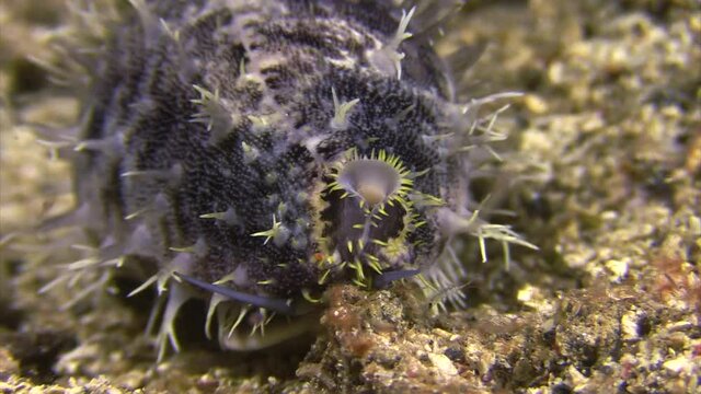 pacific deer cowrie during night with mantle extended over its shell. lots of multi-branching filaments instead of the shining smooth look the have during day. Close-up of front part
