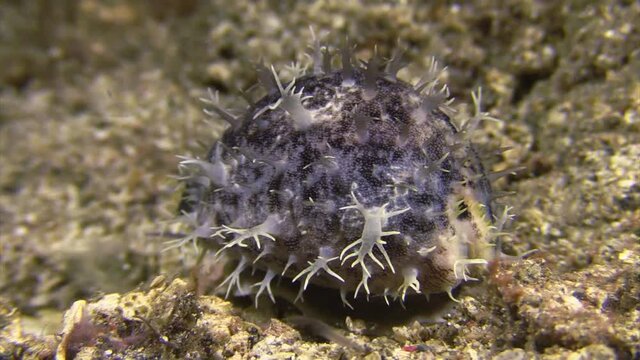 pacific deer cowrie during night with mantle extended over its shell. lots of multi-branching filaments instead of the shining smooth look the have during day. Medium shot showing whole body