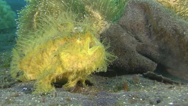 Hairy Frogfish Breathing Heavily Next To Coral Matching In Structure And Color. Medium Shot Demonstrating The Ability Of Camouflage