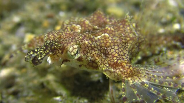 Dragon sea moth crawling over sandy bottom right to left, wings spread, close-up shot showing snout, eyes and wings