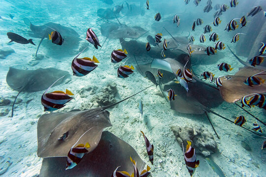 School of fishes and stingrays swimming in sea