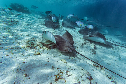 Stingrays swimming undersea