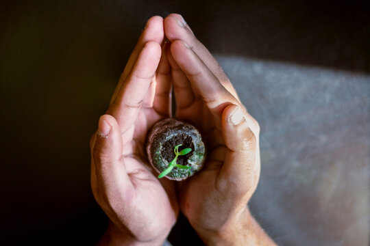 Hands holding sage seedling
