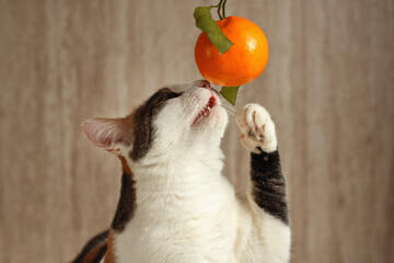 A tricolor cat is playing with a tangerine