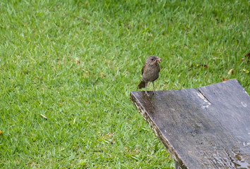 chalk-browed mockingbird (Mimus saturninus) bird