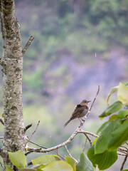 chalk-browed mockingbird (Mimus saturninus) bird