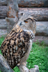 Large European Owl sits on Tree Branch While in Zoo Waiting to Play Bird of Prey