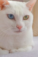 白猫　オッドアイ