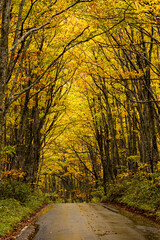 Naklejka premium 紅葉の道