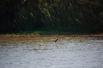 duck in the water