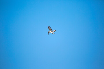 birds in flight