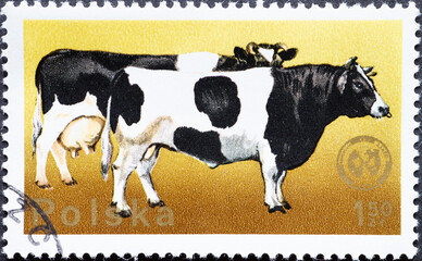 POLAND - CIRCA 1975: A post stamp printed in Poland showing two cattle (Bos primigenius taurus)....
