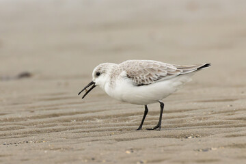 前を向いて餌を食べるミユビシギ