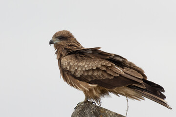 曇天の日のトビ