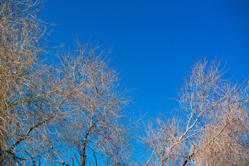 Trees without leaves against deep blue sky in winter morning
