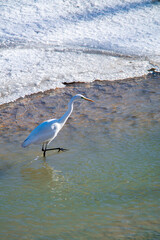Beautiful white bird heron egret ardea stands in the winter river