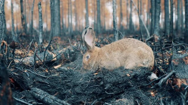 A rabbit in the middle of the burnt-out woods