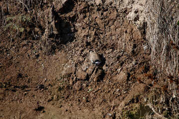 ants on the road