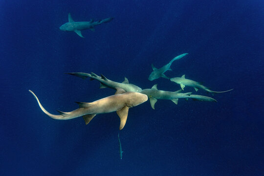 Nurse sharks swimming in deep blue sea