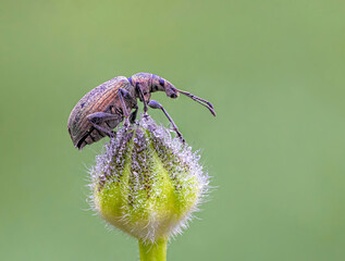 Nettle Weevil on Buttercup Bud
