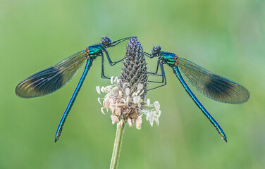 Banded Demoiselles on Plantain